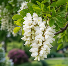 Black Locust ‘Twisty Baby’