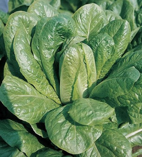 Semences Laitue romaine 'Ballon' (Lactuca sativa)