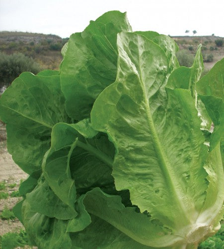 Semences Laitue romaine 'Lentissima a montare' (Lactuca sativa)