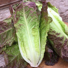 Semences Laitue romaine rouge 'Costa Rosata' (Lactuca sativa)