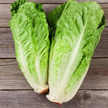 Laitue romaine 'Bionda'
