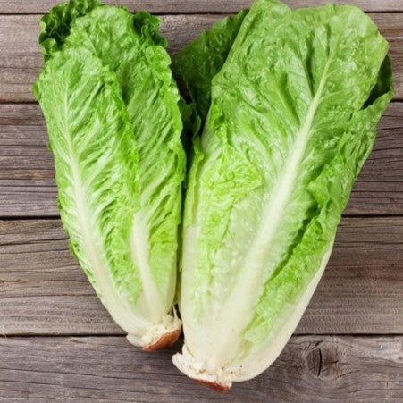 Laitue romaine 'Bionda'