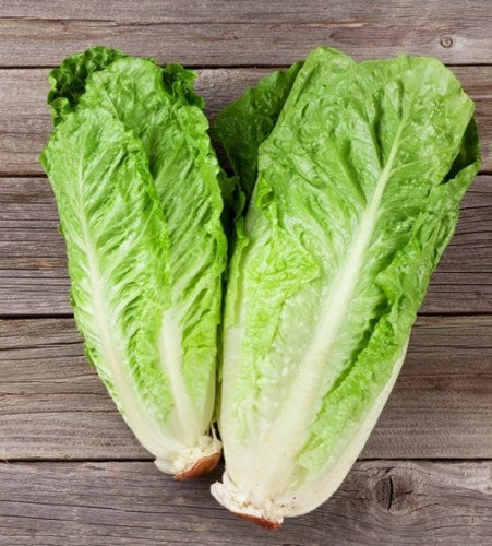 Illustration associée à Laitue romaine Bionda Ortolani, dans la gamme Weston. Bionda Ortolani produit des pommes de romaine allongées, avec un feuillage vert et un cœur plus pâle. Le visuel permet de repérer la référence et l’aspect présenté pour cette sélection. Les dimensions et les couleurs observées au jardin dépendent du stade de croissance et des conditions de culture.