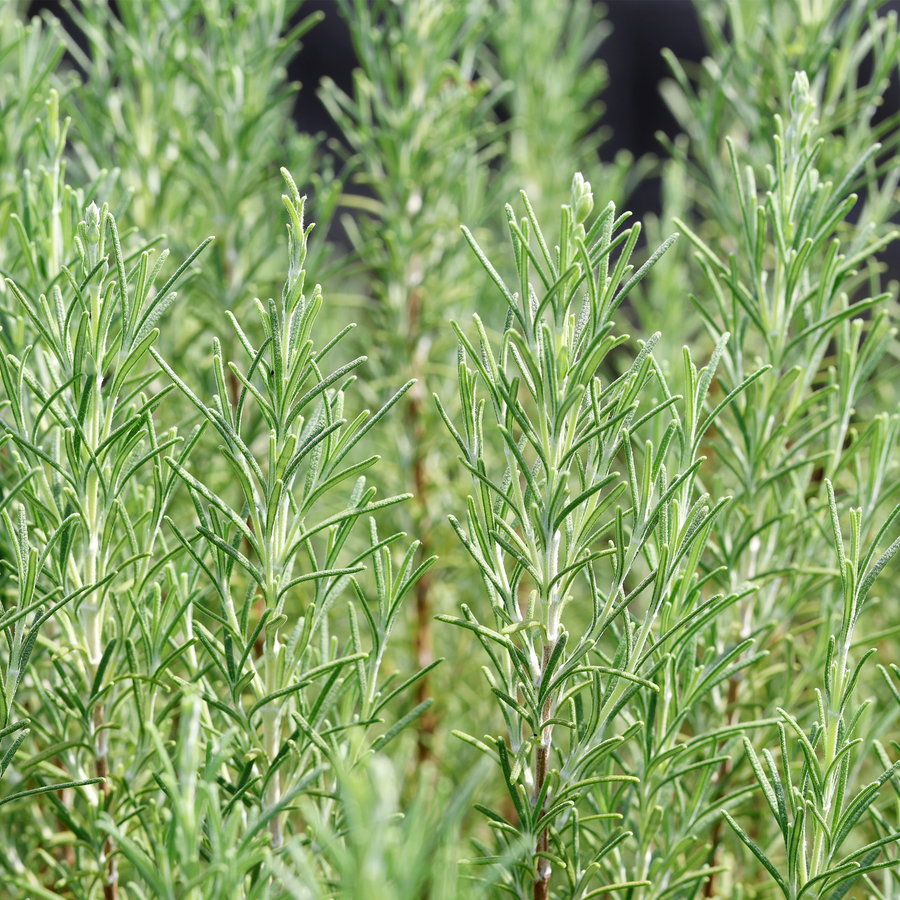 Rosemary
