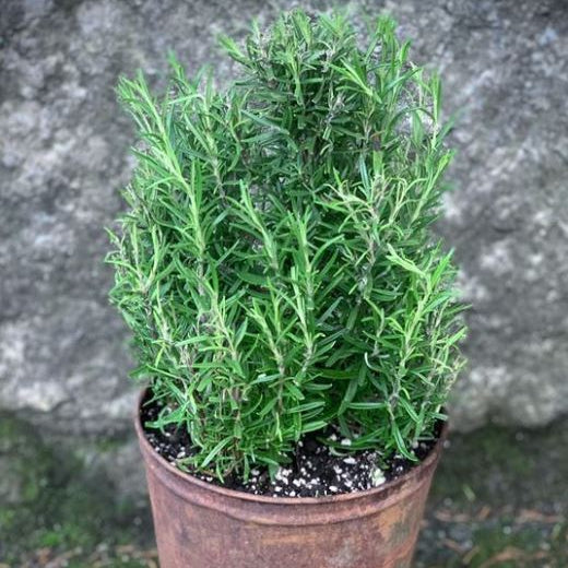Organic 'Rosemary' Rosemary