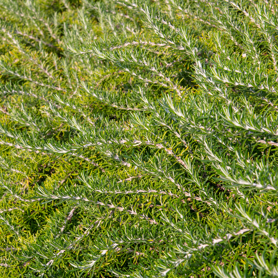 Creeping rosemary