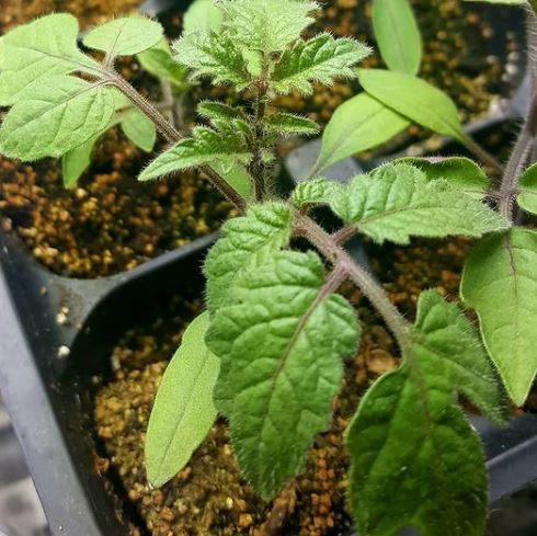 Porte-greffe de tomate ‘Estamino F1’ – semences Gaia