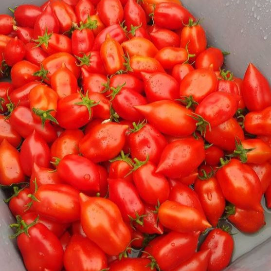 Tomato 'Ropreco Paste' organic