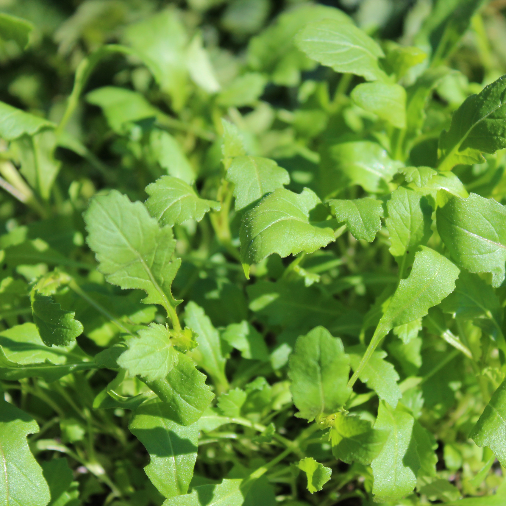 Wasabi arugula