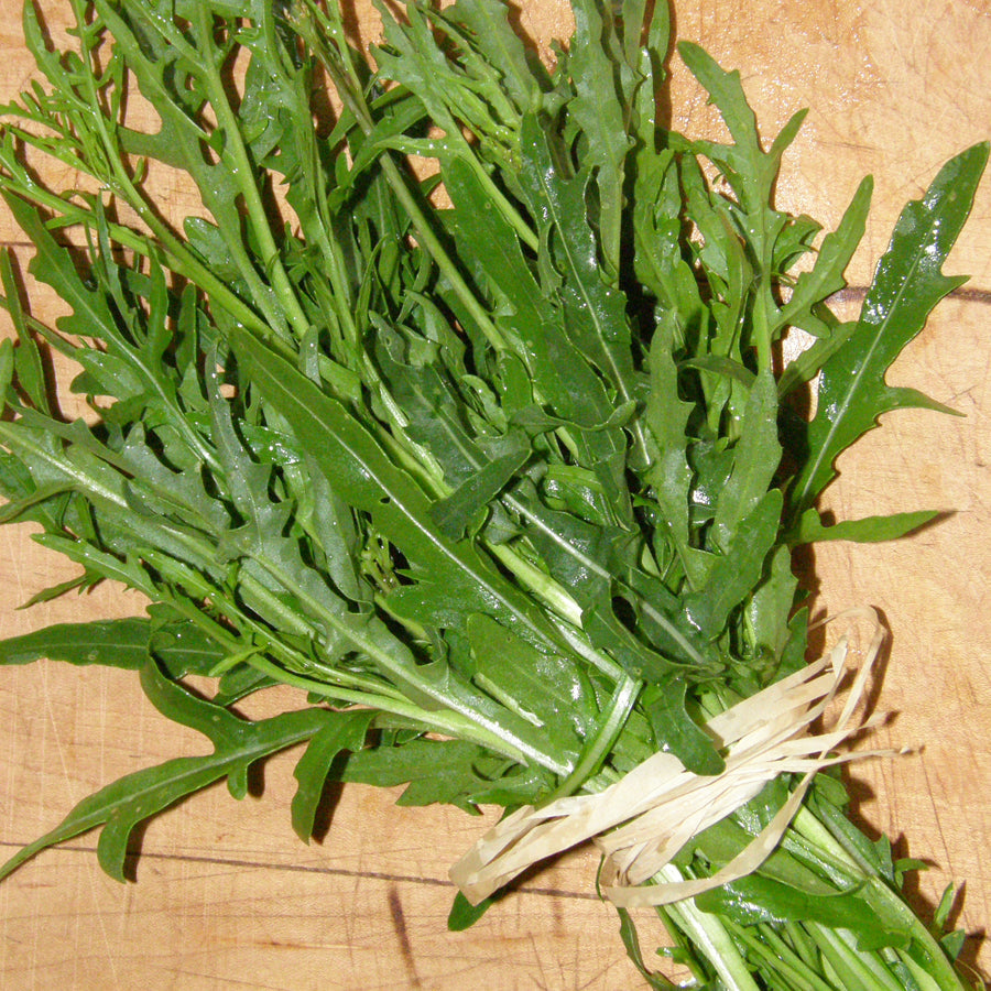 Roquette Italienne 'Sylvetta' bio