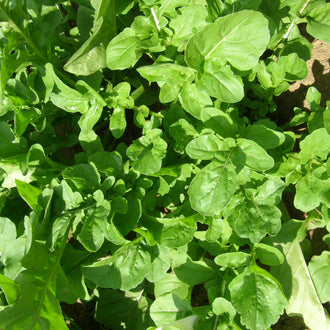 Roquette de Jardin. Feuilles de roquette vertes aux lobes arrondis. Le cadrage permet de voir les formes, les couleurs et les détails du sujet représenté. Les contours se détachent du fond de l’image, avec des différences de teinte et de texture visibles sur les surfaces. Cette vue accompagne la présentation du produit dans la boutique.