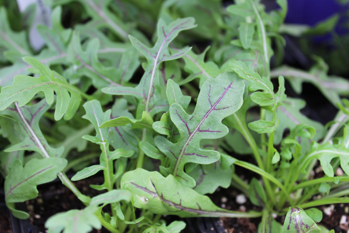 Red Roquette