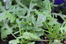 Red Roquette