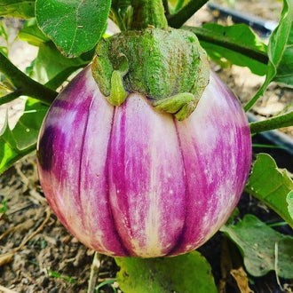 Organic 'Rosa Bianca' Eggplant Seeds by Gaia, product image prepared for Canadian gardeners.
