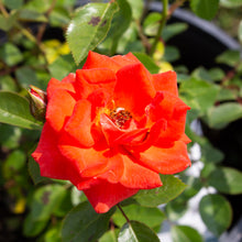Rosier miniature 'All a Twitter'