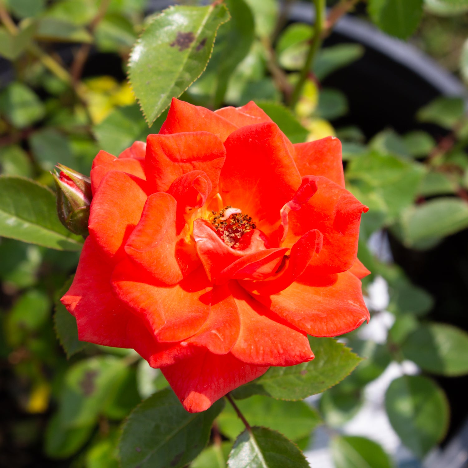 Rosier miniature 'All a Twitter'