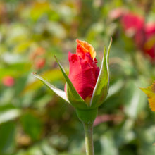 Floribunda rose 'At Last'