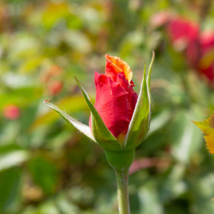 Floribunda rose 'At Last'