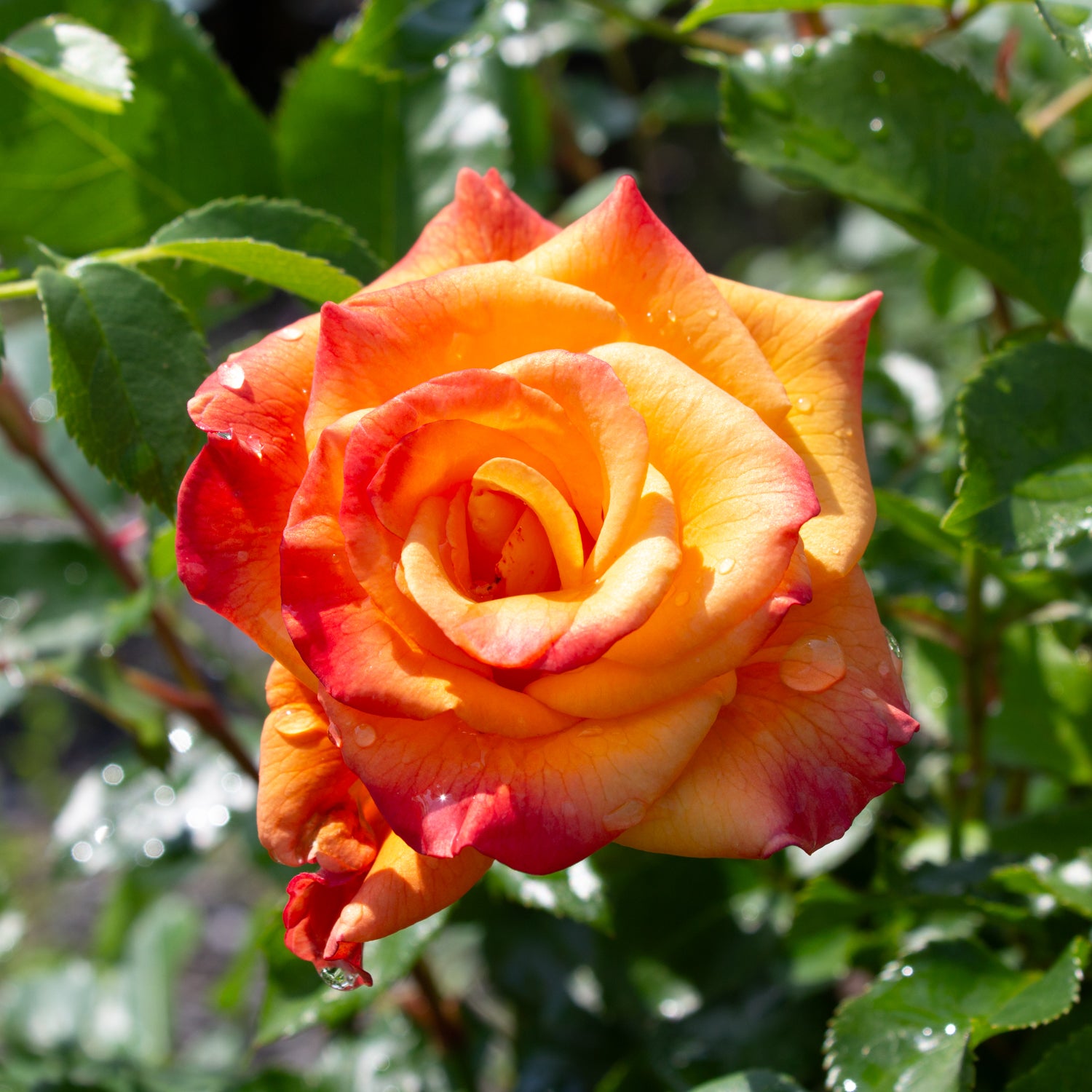 Floribunda rose 'At Last'