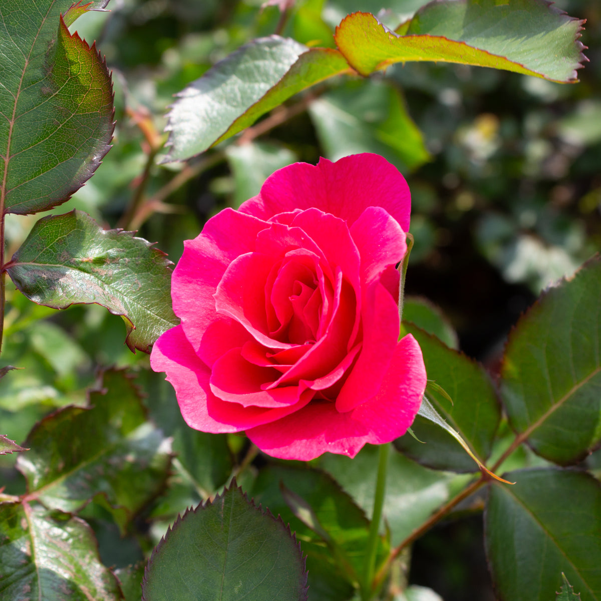 Rosier rustique 'Aurora Borealis'