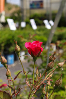 Rosier rustique 'Aurora Borealis'