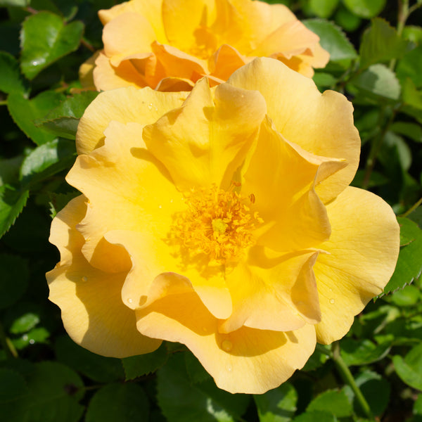 Hardy rose 'Bill Reid'