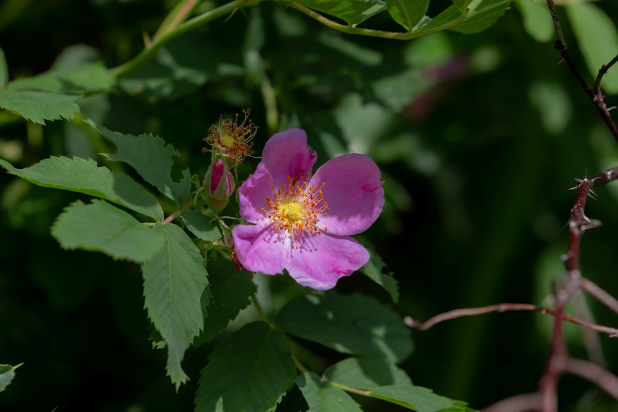 Rosier rustique 'Blanda'