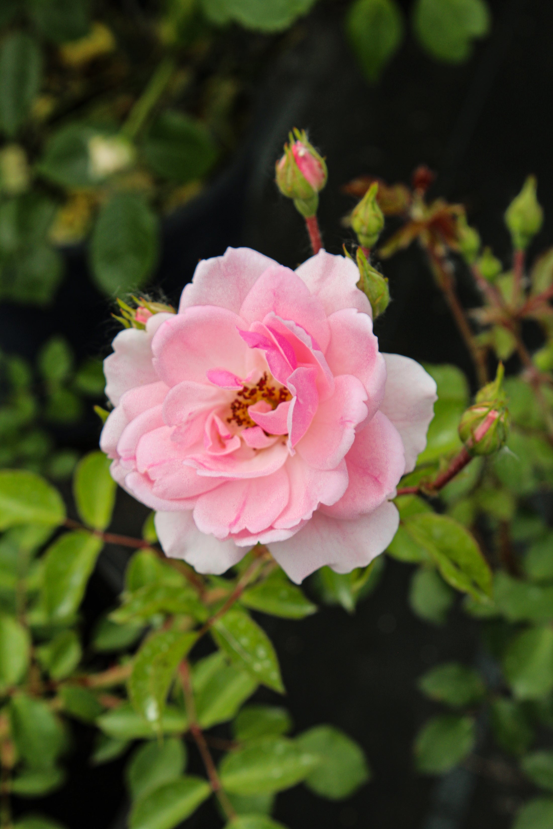 Rosier rustique 'Bonica'