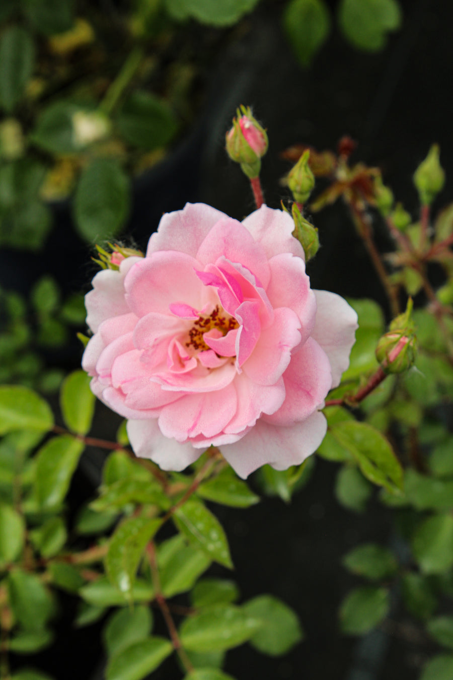 Rosier rustique 'Bonica'