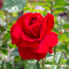 Floribunda rose 'Bordeaux'