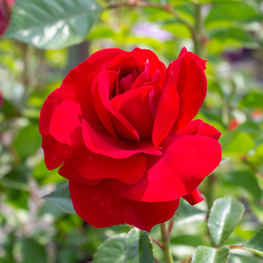 Rosier floribunda 'Bordeaux'