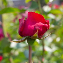Floribunda rose 'Bordeaux'