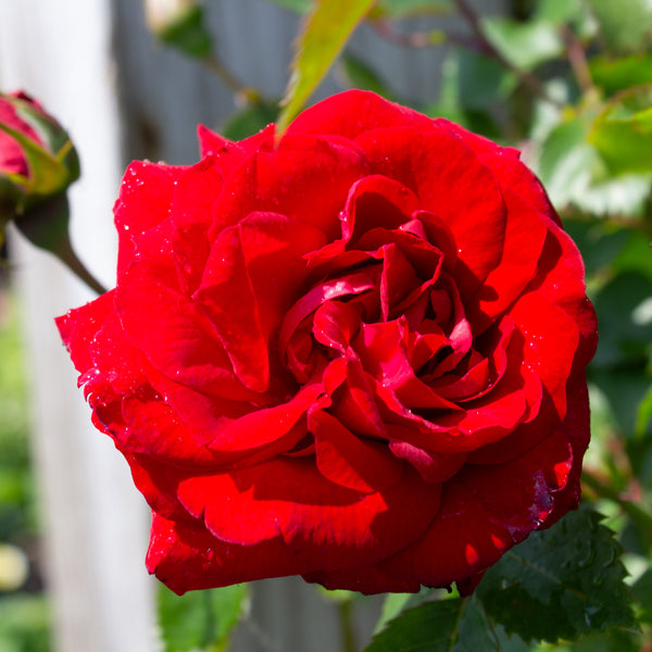 Hardy rose bush 'Canadian Shield'