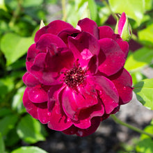 Floribunda rose 'Burgundy Iceberg'