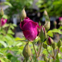 Floribunda rose 'Burgundy Iceberg'