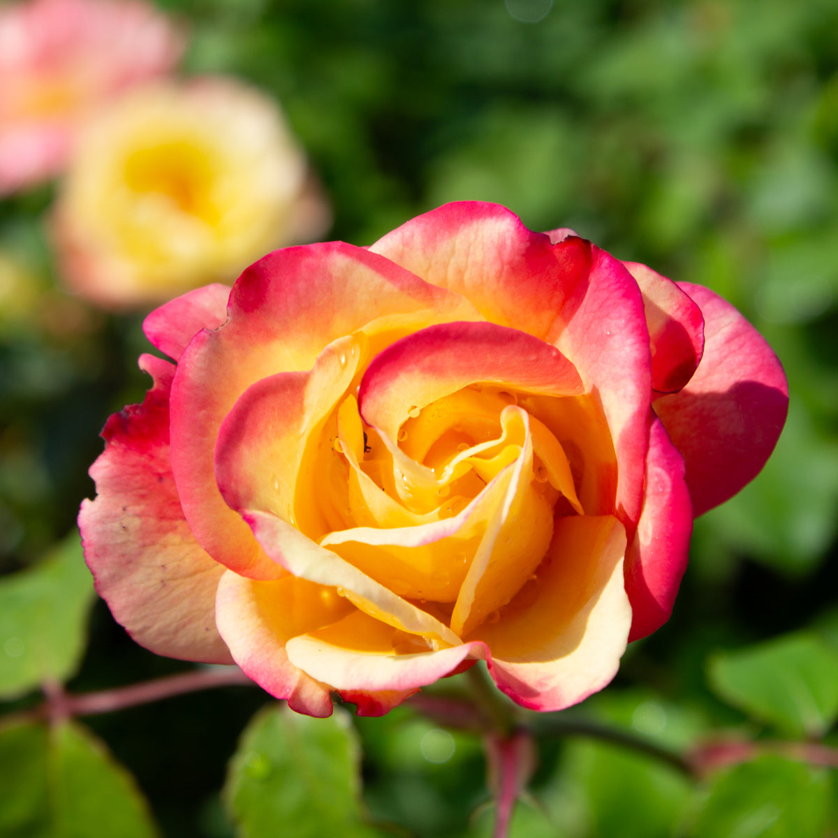 Floribunda rose 'Campbell'