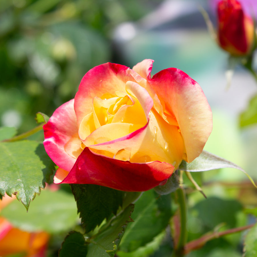 Rosier rustique 'Campfire'