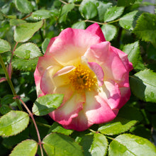 Rosier rustique 'Campfire'