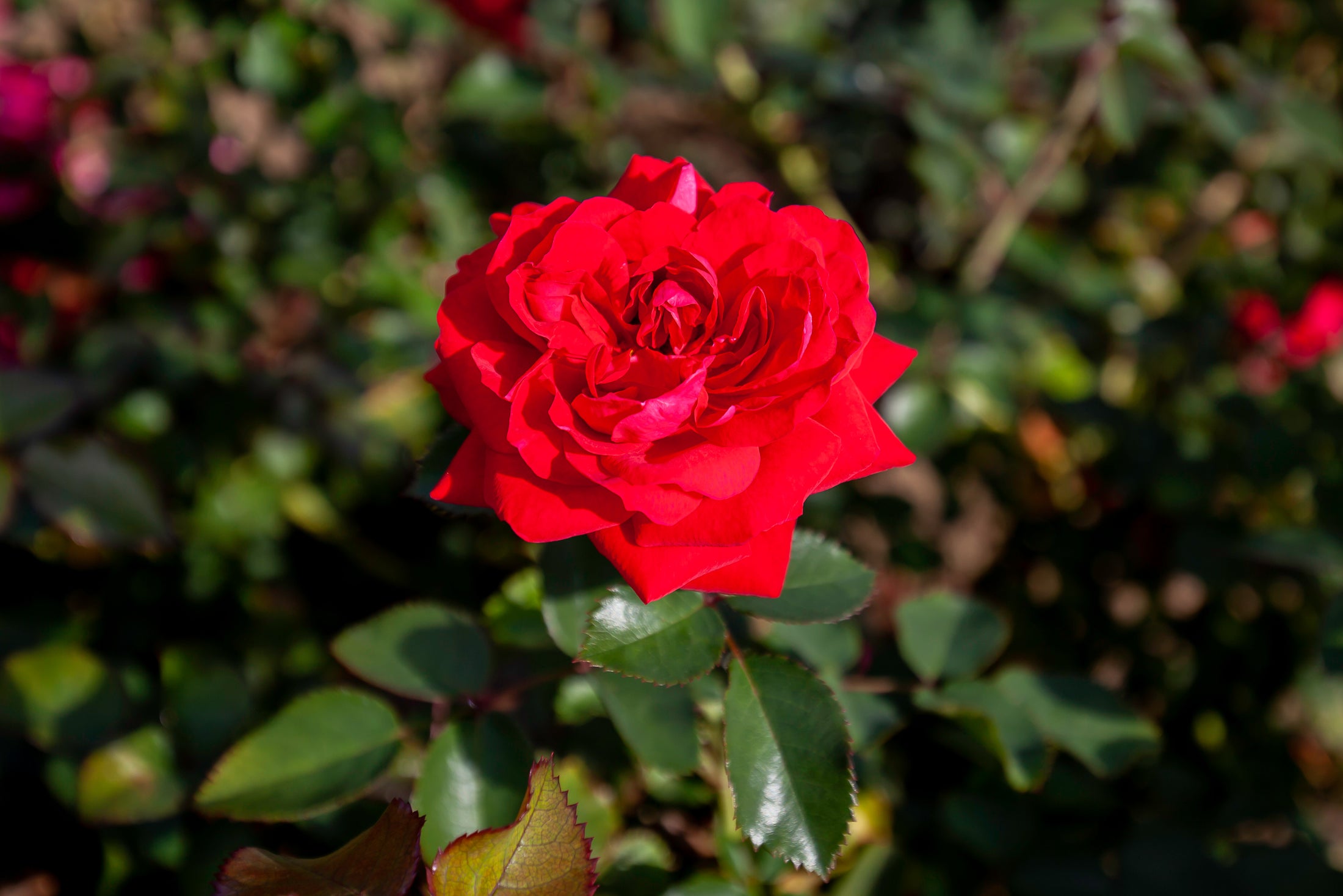 Rosier rustique 'Canadian Shield'