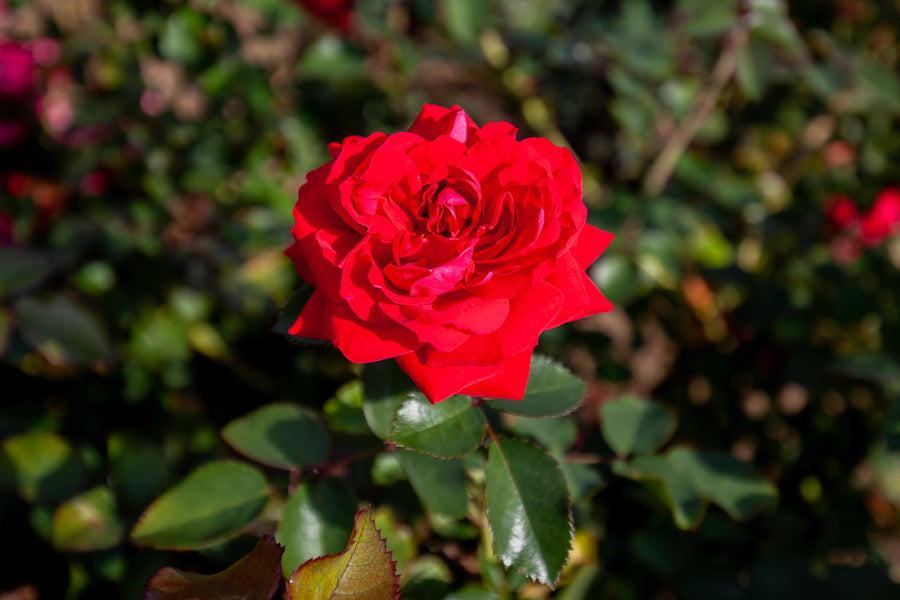 Rosier rustique 'Canadian Shield'