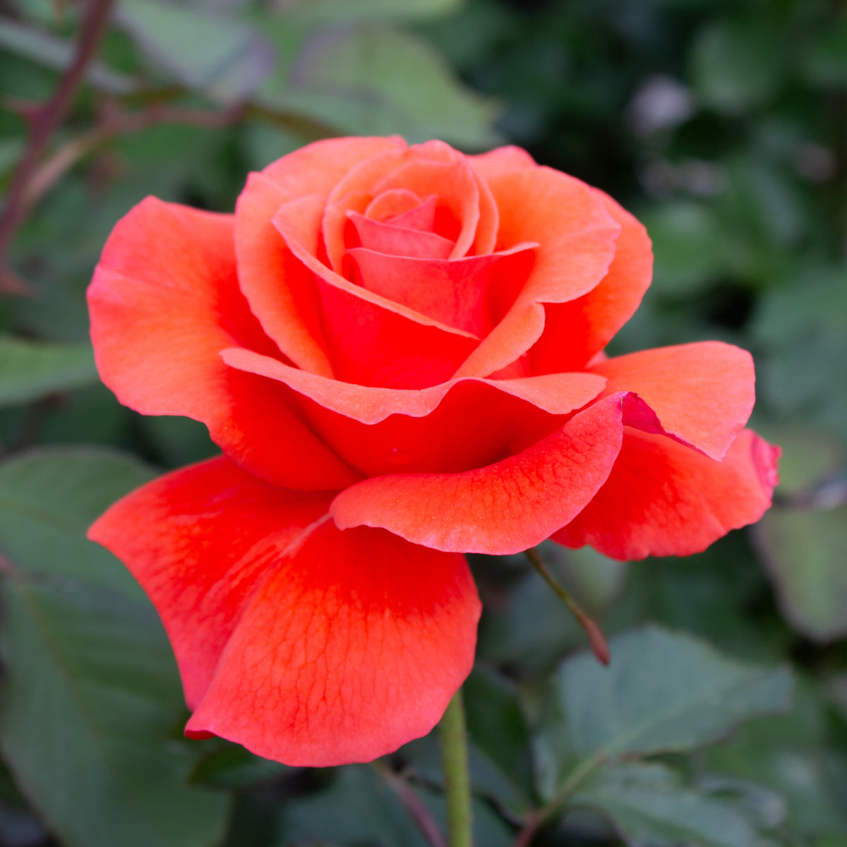 Floribunda rose 'Candelabra'