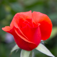 Floribunda rose 'Candelabra'