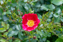 Rosier rustique 'Carefree Spirit'