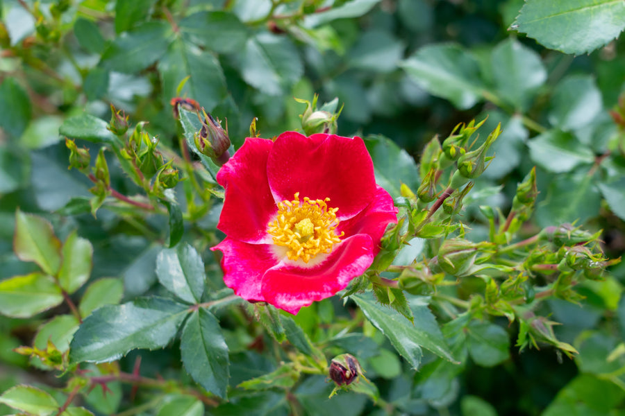 Rosier rustique 'Carefree Spirit'