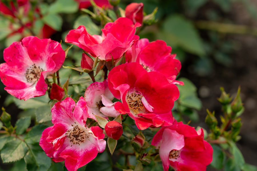 Rosier rustique 'Carefree Spirit Redpink'