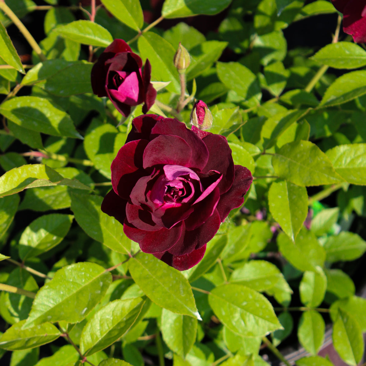 Floribunda rose 'Celestial Night'