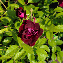 Floribunda rose 'Celestial Night'