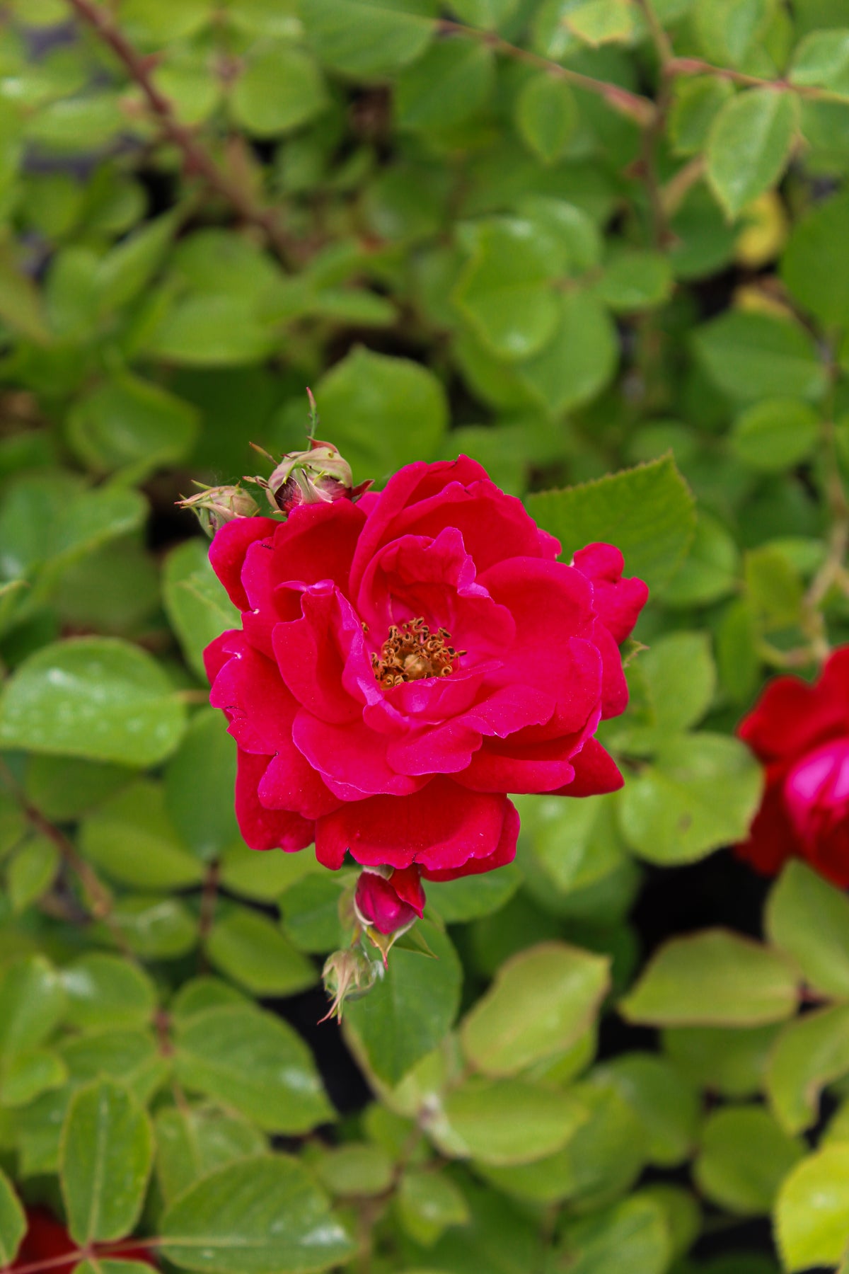 Rosier rustique 'Champlain'