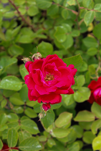 Hardy rose bush 'Champlain'
