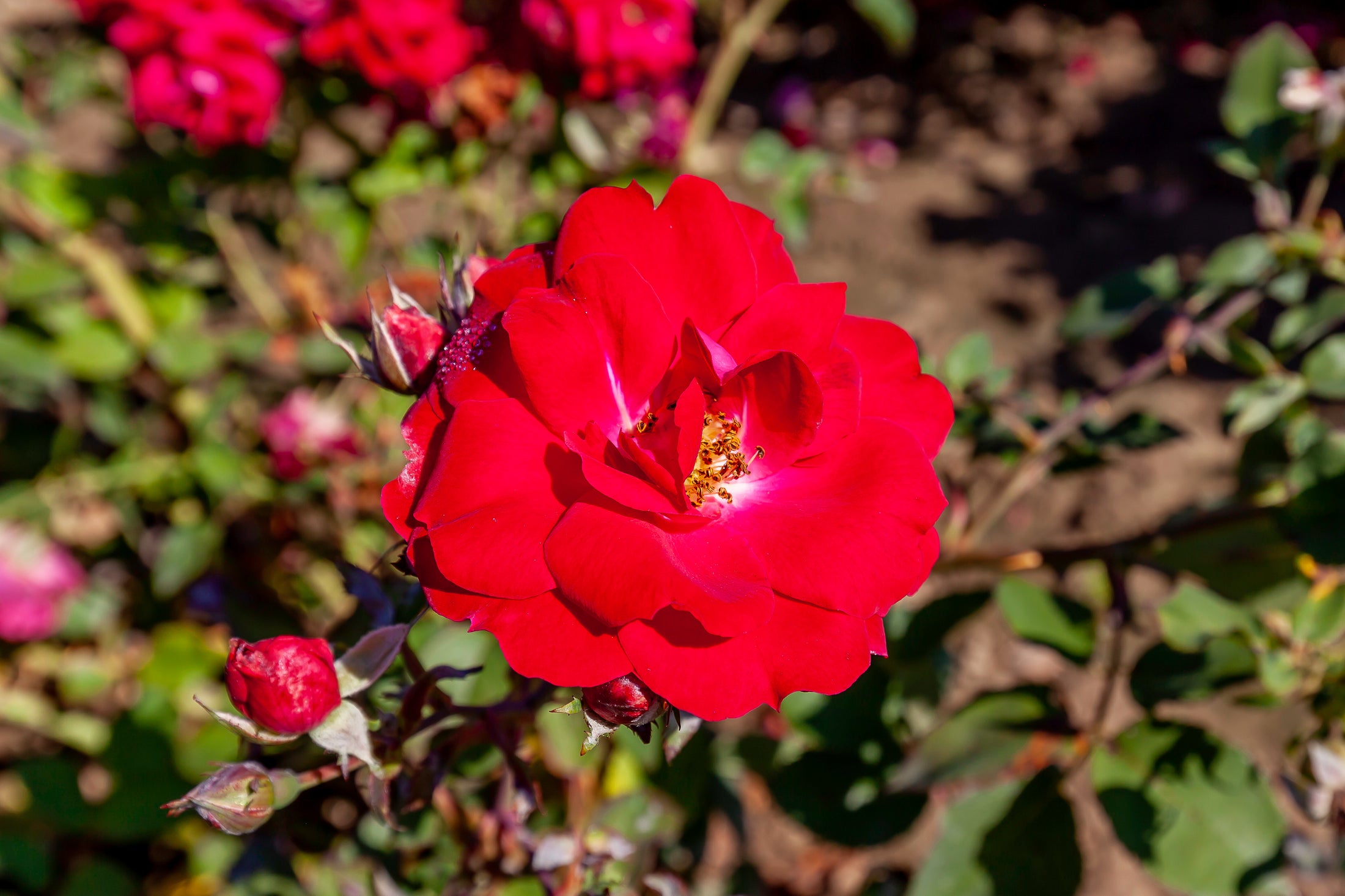 Rosier rustique 'Champlain Rouge'